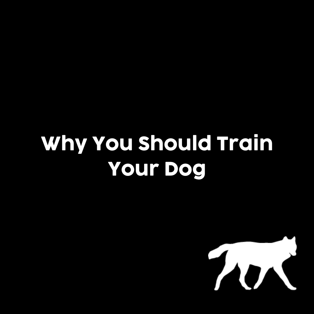 Why you should train your dog. - rōmng