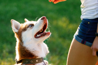 10 basic dog training tips - rōmng