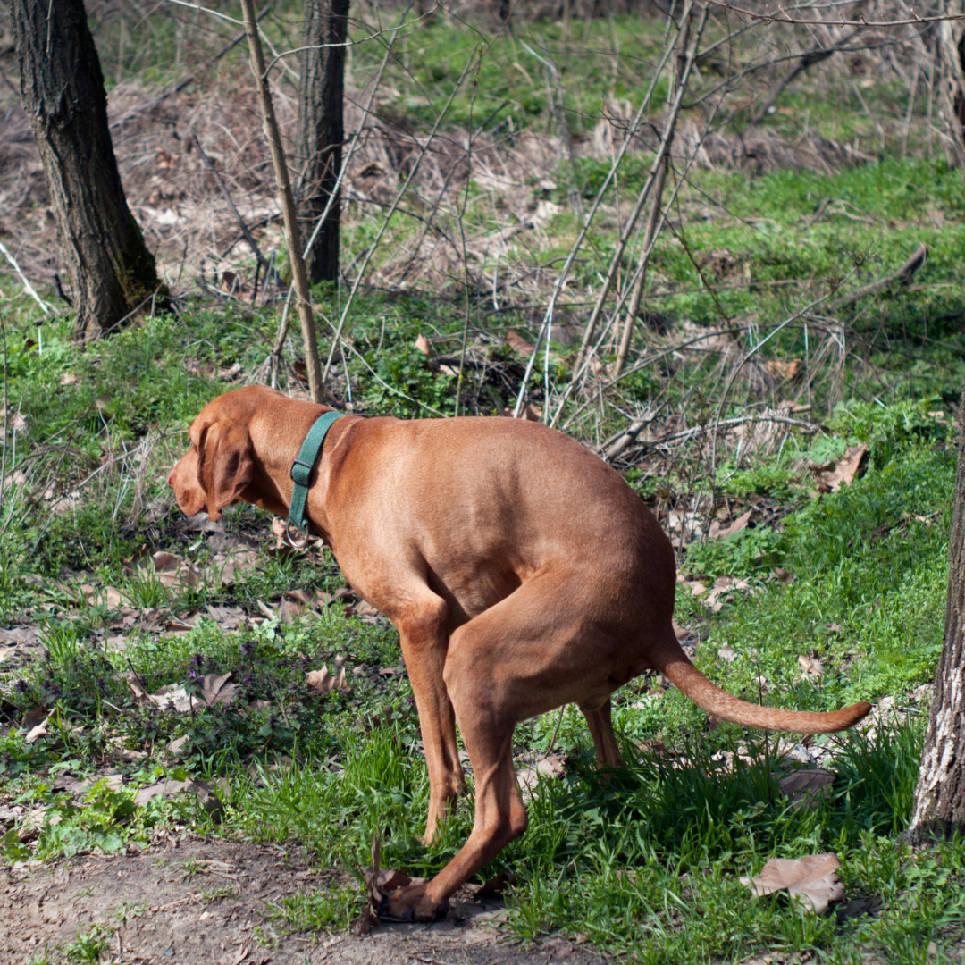 What Your Pup's Dung Is Telling You - rōmng
