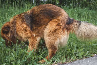 Decoding Canine Clues: What Your Dog's Poop Says About Their Health