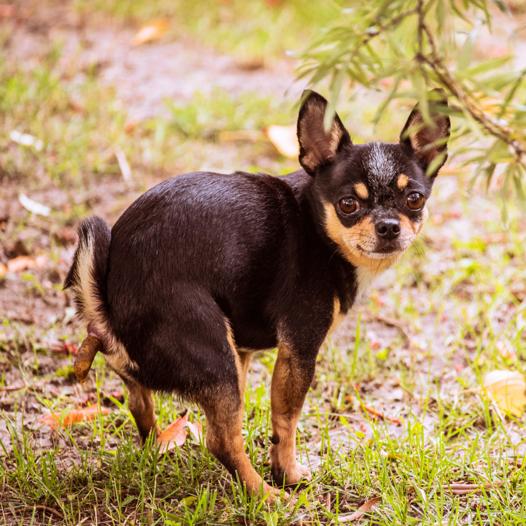 Why you should pick up your dog's poop. - rōmng