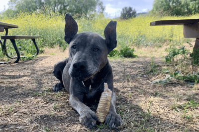 The Rising Tide: Understanding the Increase in Canine Cancer Cases Over Four Decades