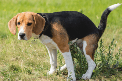 Best Ways to Dispose of Your Dog’s Poop