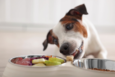 How to Wean Your Dog Off Kibble and Onto Home-Cooked Food