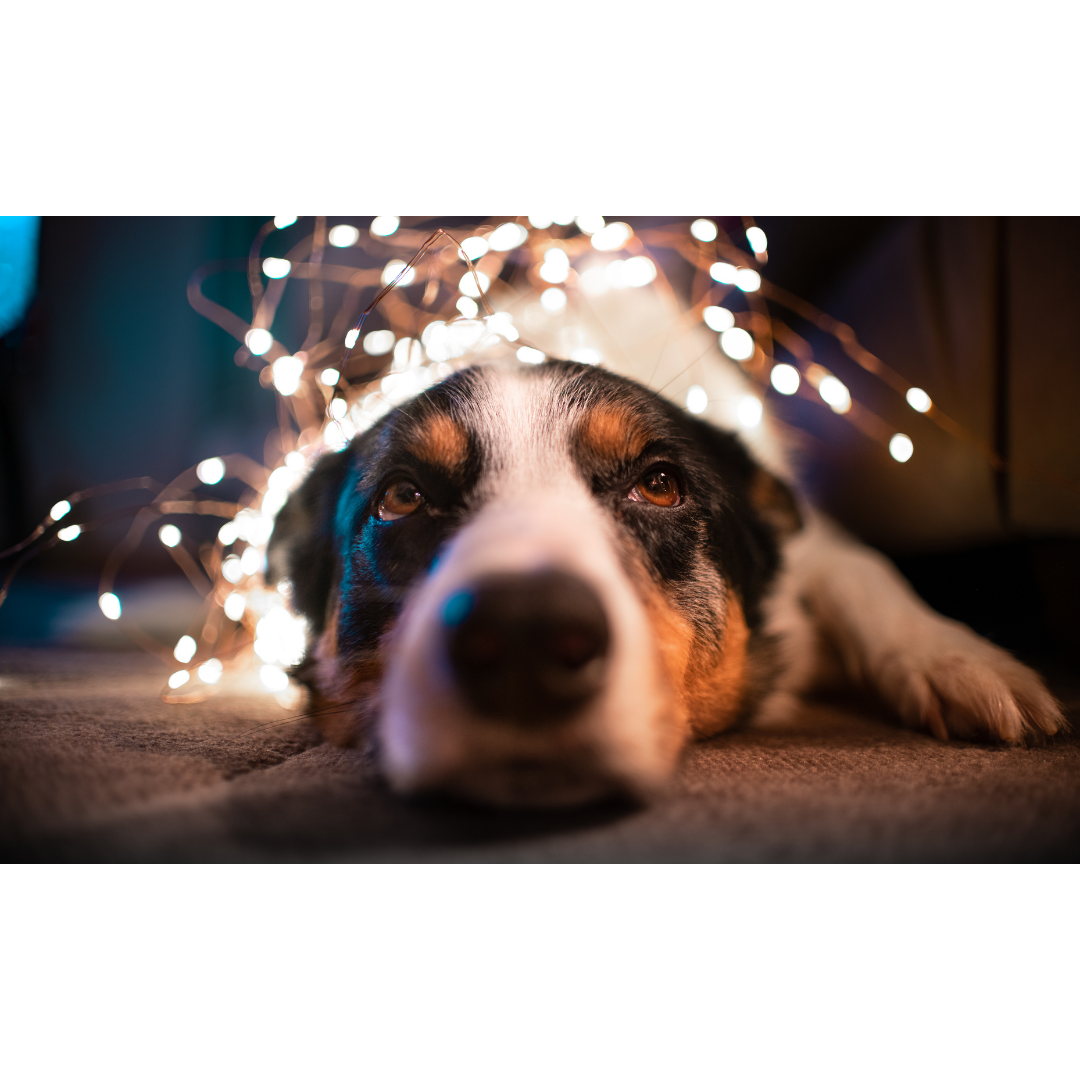 5 Genius Gift Ideas for Pets - rōmng