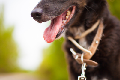 Best Times of Day to Exercise Your Dog on Hot Summer Days