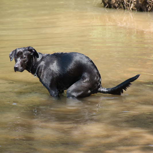 What to Do When Your Pup Has the Runs - rōmng