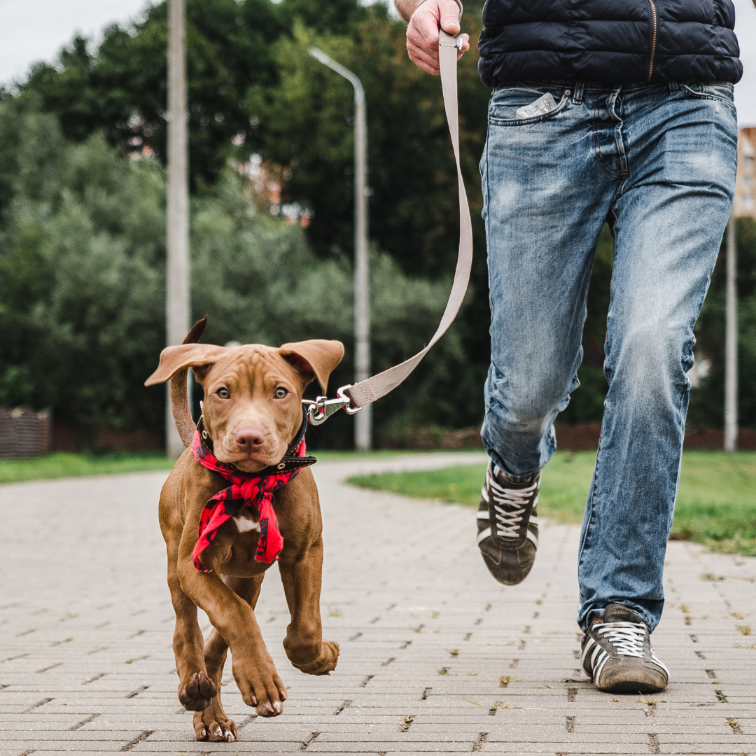 The 5 Best Reasons to Walk Your Dog - rōmng