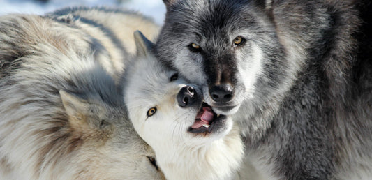 Shadowland Wolf Foundation Partnership! - rōmng