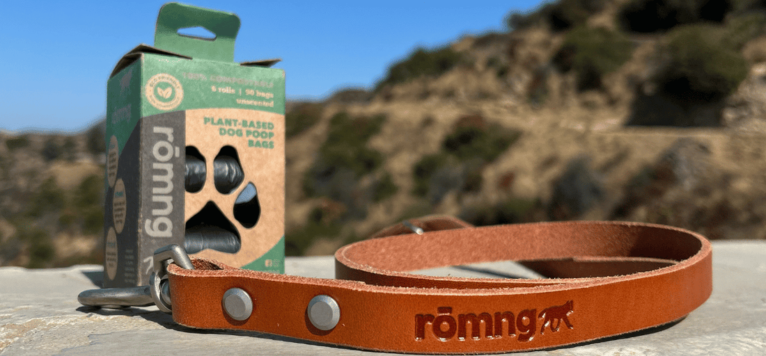 How to Choose Eco-Friendly Dog Products for a Sustainable Pet Lifestyle
