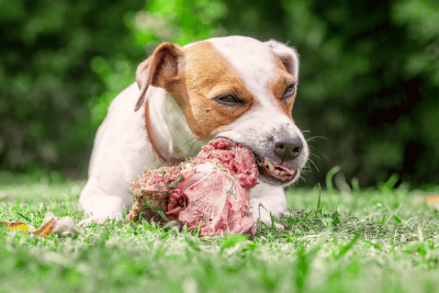 How Primal Single-Ingredient Feeding Affects Your Dog’s Poop