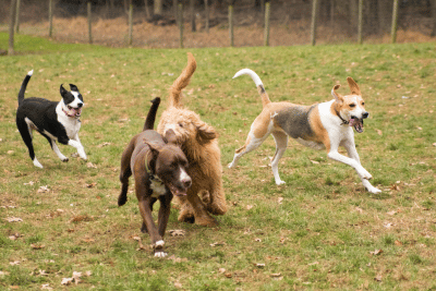 The Importance of Letting Your Dog Be a Dog
