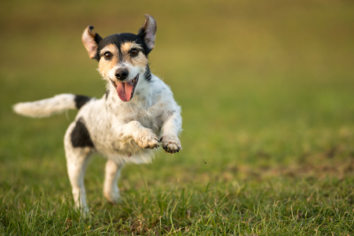 Unleashing Wellness: The Vital Role of a Healthy Gut in Your Dog's Life