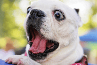 The Hidden Stress of Constant Outings for Dogs: Why Sometimes Home Is the Kindest Adventure