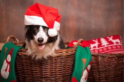 rōmng Holiday Sale 2025: Spread Cheer with Extra Savings on Eco-Friendly Dog Gear!