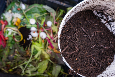 updated: home composting with dog poop