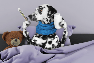 The Rising Cancer Rates in Dogs: The Role of Processed Foods and Over-Vaccination